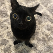 Avatar for Catnightwing