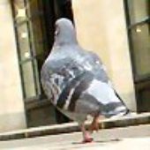 Wheretty için avatar