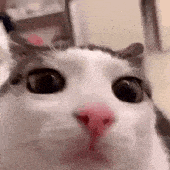 Avatar for SpaceCat705