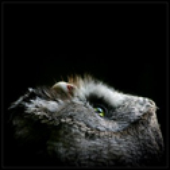 Avatar for DiveTrip