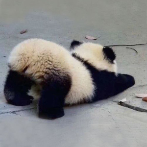 Panda_402