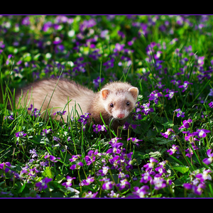 ferret_12