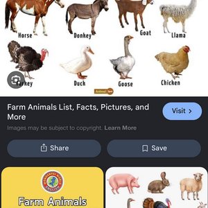 Bild für 'Animals Of The Farm'