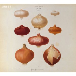 'Liebe 6'の画像