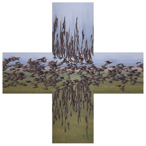 “Starling”的封面