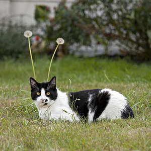 KittyKis