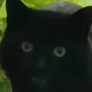 Magustahaikara