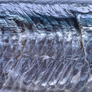 Image for 'Mārara'