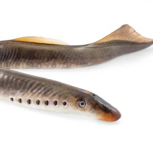 Image for 'The Lampreys'