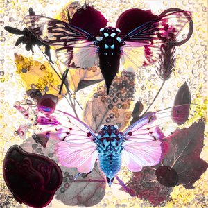 Image for 'White Cicada'