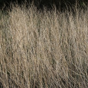 Image for 'Gazella'