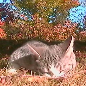 Image for 'October dream'