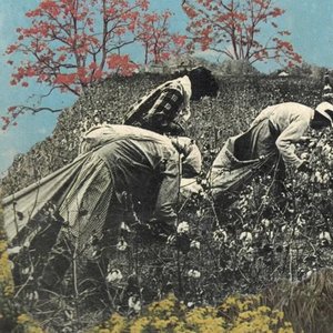 Image for 'Só Colhe Quem Planta'