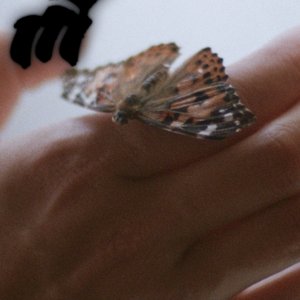 Image for 'Montalvo'