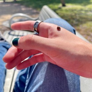 Immagine per 'The Bug Collector'