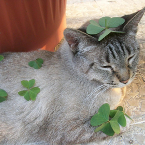 citrusykitty
