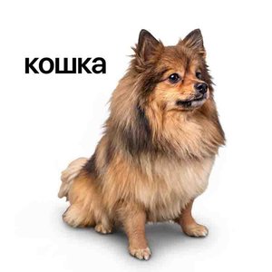 Image for 'Кошка'