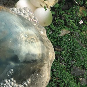 Image for 'Wild Chamber'