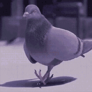 KingpinPigeon