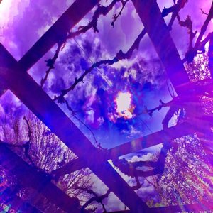 Image for 'Moonflower'