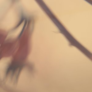 Image for 'gazikifo'