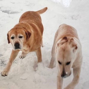 Изображение для 'i don't think heaven is real but i hope i get to see my dogs again'