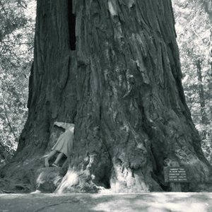 Immagine per 'muir woods national monument'
