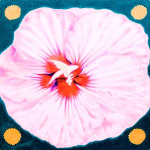 Image for 'chrysalis'