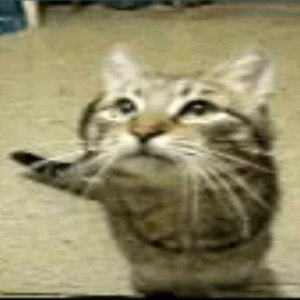 Image for 'from the start (meowfey)'