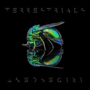 Zdjęcia dla 'Iridescent'