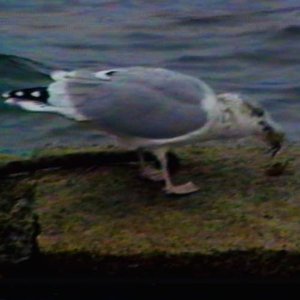 Image for 'selfish'