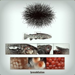 Image for 'HEMODILUTION'