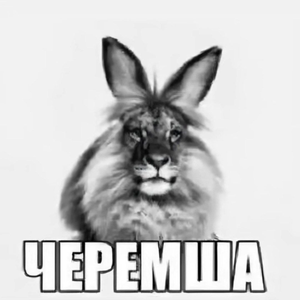 scmaaww