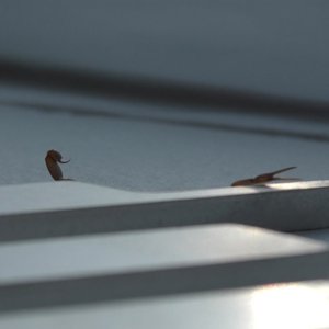 Image for 'Duro'