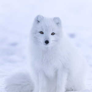 CoreFoxx