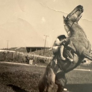 Bild für 'A Horse Named Proletariat'