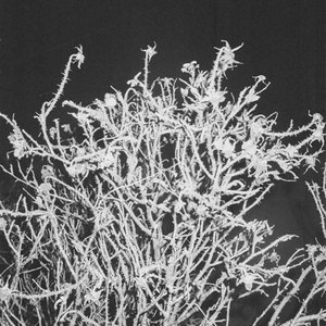 Image for 'Siste gang'