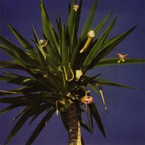 Image for 'Zopilote Machine'