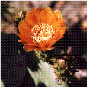 Image for 'I, Cactus'