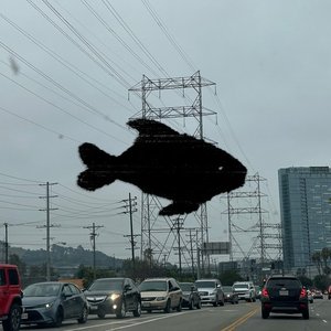 Image for 'Dance Fish 1'