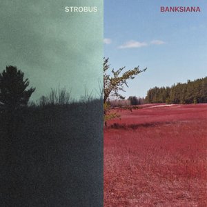 Image for 'Strobus / Banksiana'