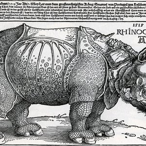 Image for 'Rhinocervs'
