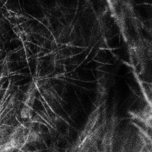 Image for 'Haematophoryktos'