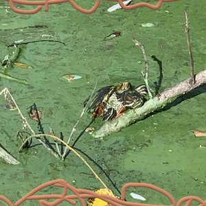 Image for 'muck'