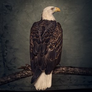 Image for 'Book of Bad Decisions'