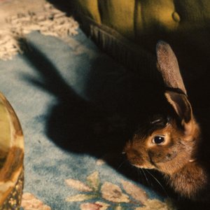 'Rabbits Can Swim'の画像