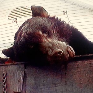 Image for 'Violence'