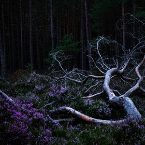 Image for 'Ego Death'