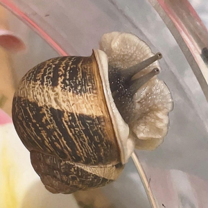 snailsnot