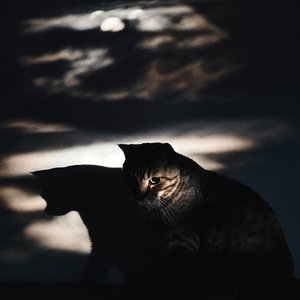 Image for 'moon room'